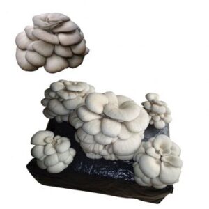 alpaca-setas-de-ostra-pleurotus-ostreatus-15-18kg-convencional