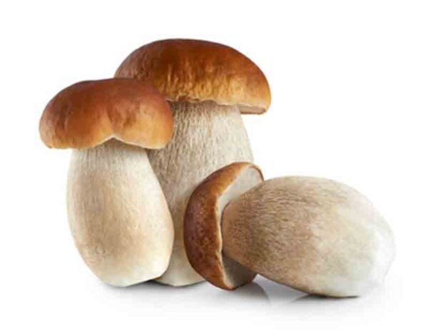 boletus-edulis