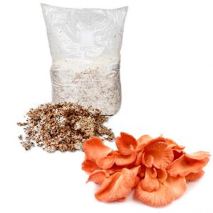 micelio-en-grano-para-la-produccion-de-seta-de-ostra-rosa-pleurotus-djamor