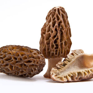 Morel group on a white background