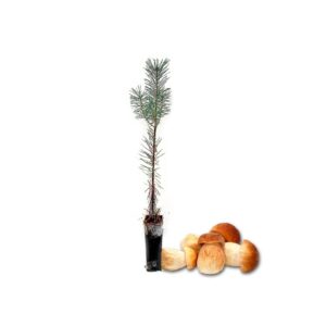 pinos-micorrizados-boletus-edulis-pinus-silvestris
