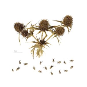 semillas-de-cardo-eryngium-campestre-1000-gr