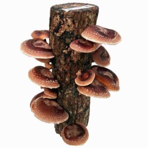 tronco-shiitake